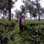 keindahan wisata alam bandung yang asri dan sejuk