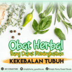 Obat Herbal Yang Dapat Meningkatkan Kekebalan Tubuh